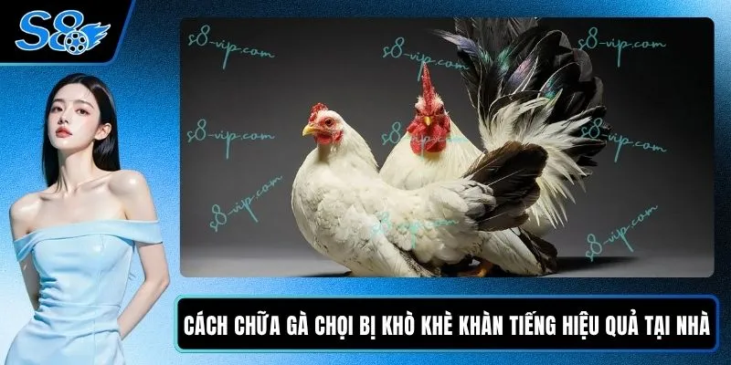 Cách Chữa Gà Chọi Bị Khò Khè Khàn Tiếng Hiệu Quả Tại Nhà 