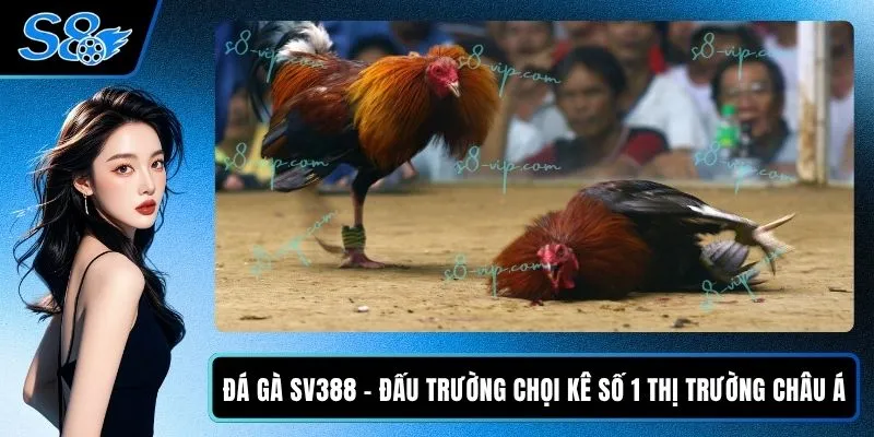 Đá Gà SV388 - Đấu Trường Chọi Kê Số 1 Thị Trường Châu Á