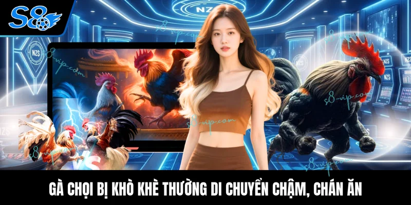 Gà chọi bị khò khè thường di chuyển chậm, chán ăn