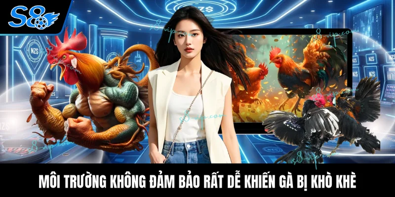 Môi trường không đảm bảo rất dễ khiến gà bị khò khè